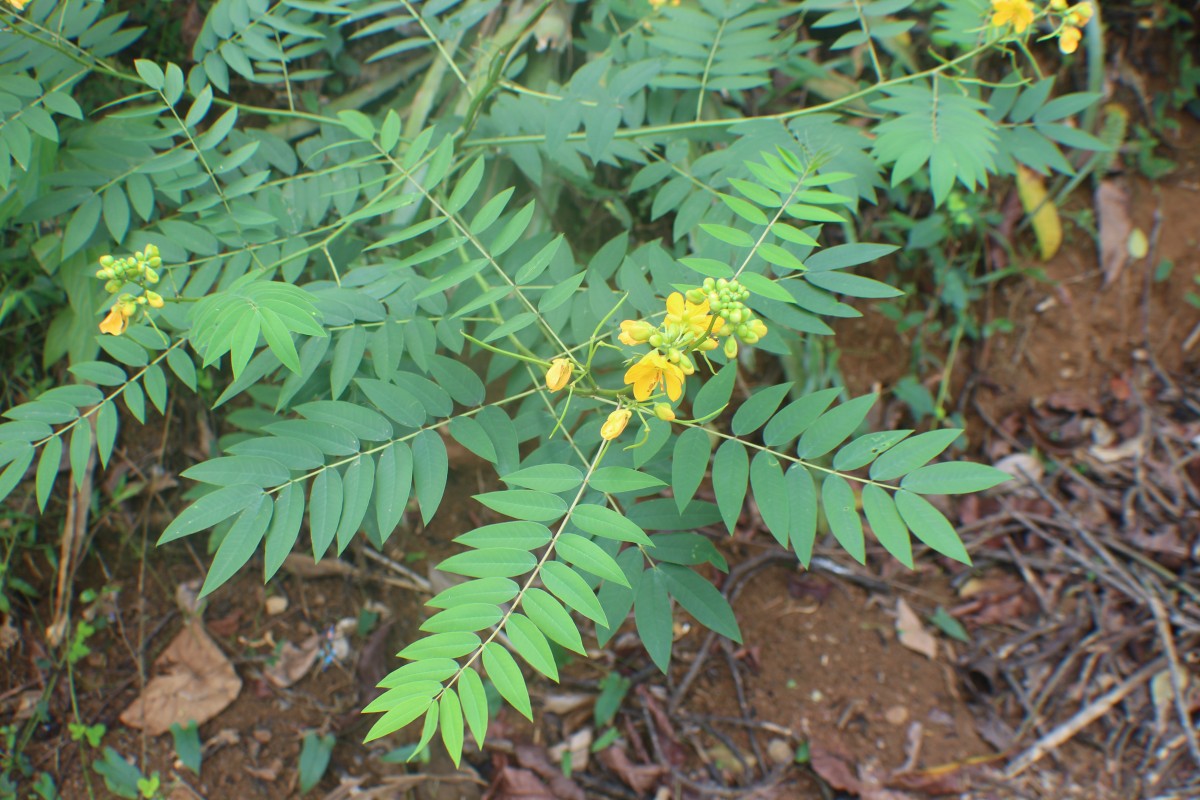 Senna sophera (L.) Roxb.